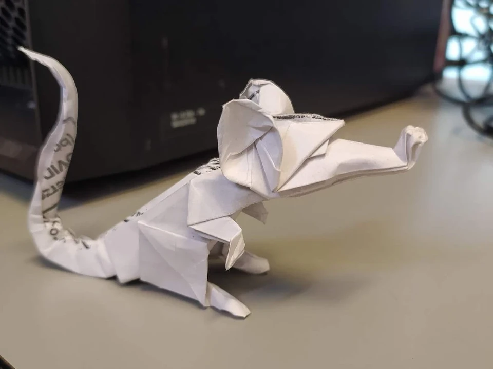 rat